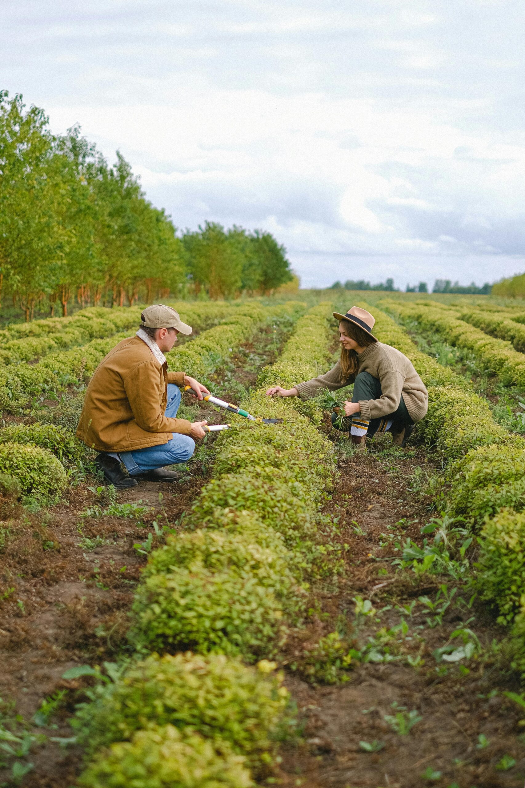 Two farmers working together in a lush green field harvesting crops.